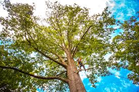 Best Tree Removal  in Woodbury, NY