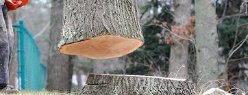 Professional Tree Removal in Woodbury, NY