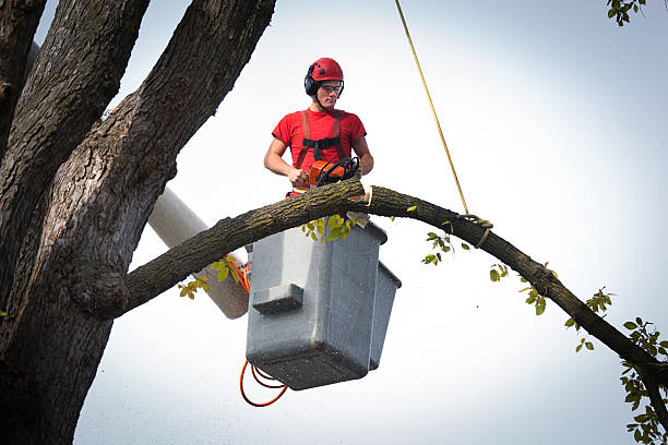 Best Stump Grinding and Removal  in Woodbury, NY